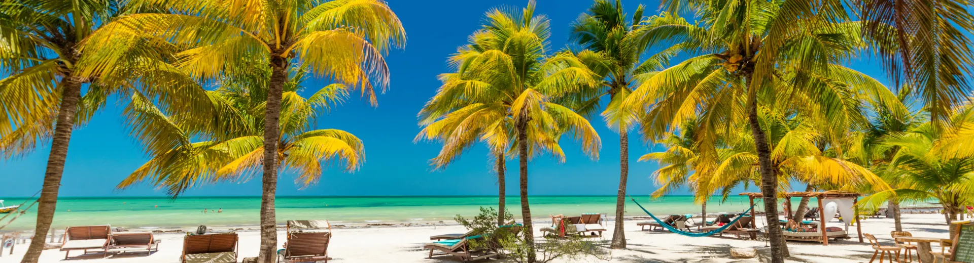 Mexico - Beach - Palm