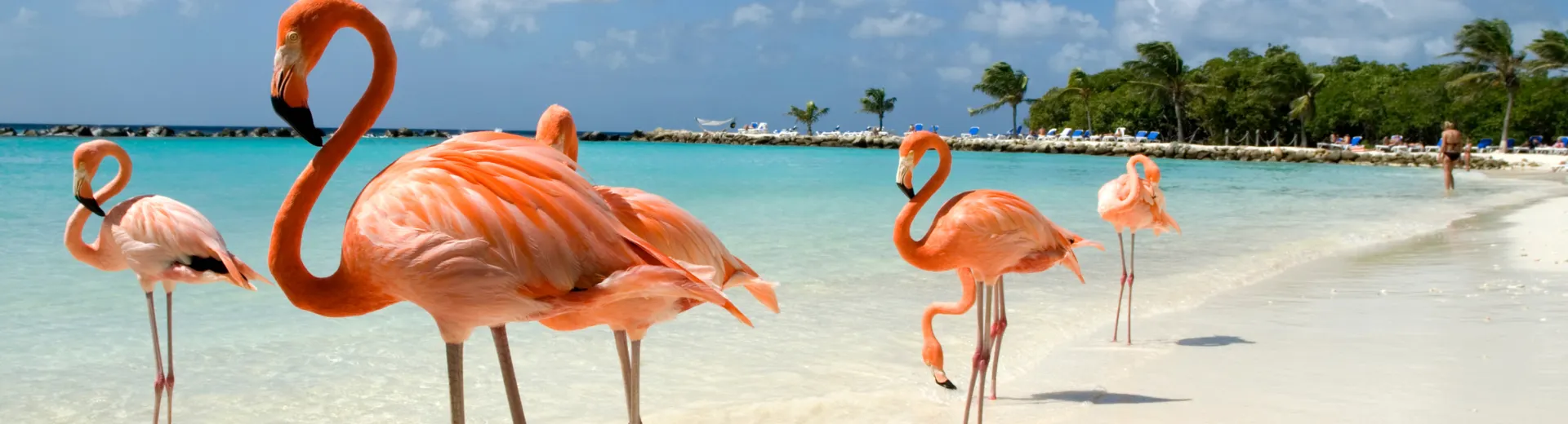 Aruba Flamingo Beach Header