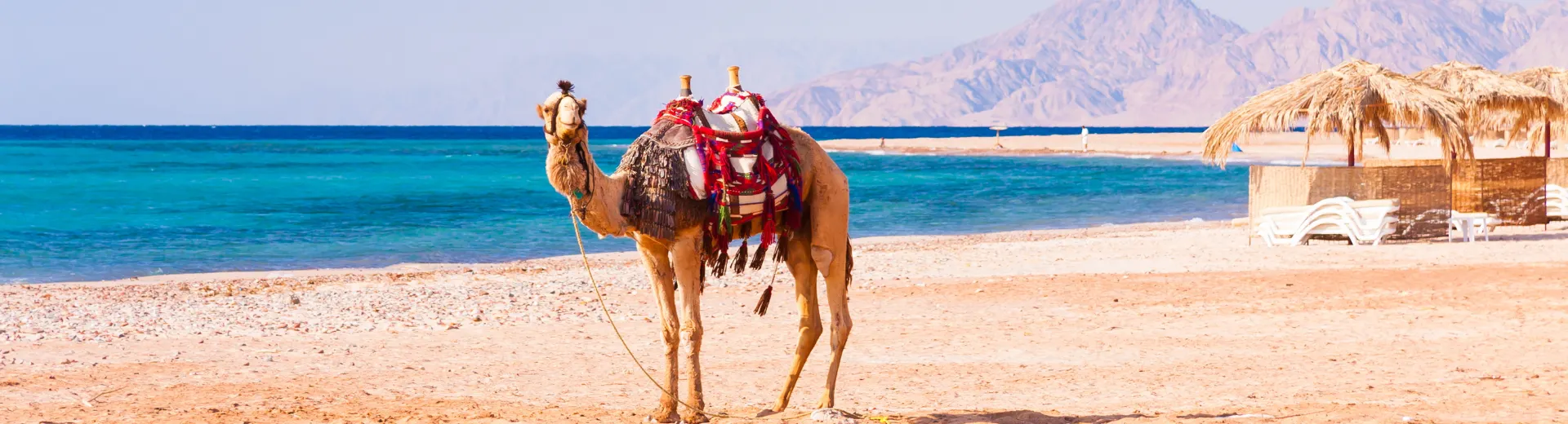 Egypte - beach - camel
Red Sea
Animal
Blue water