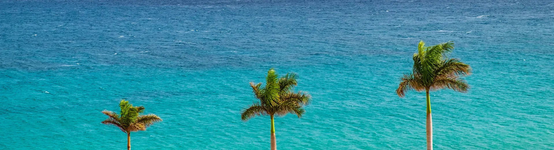 Spain - Fuerteventura - Beach - Sea - Palm - blue 